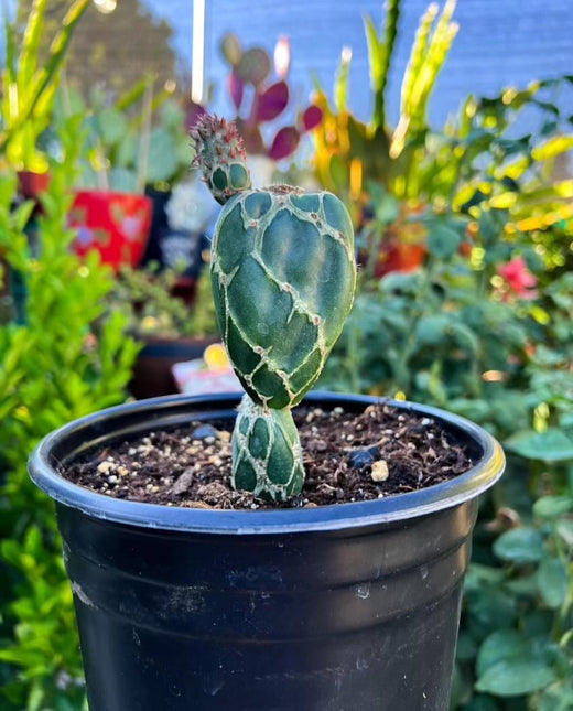 Rare Cobra Cactus ‘Opuntia reticulata’ live plant