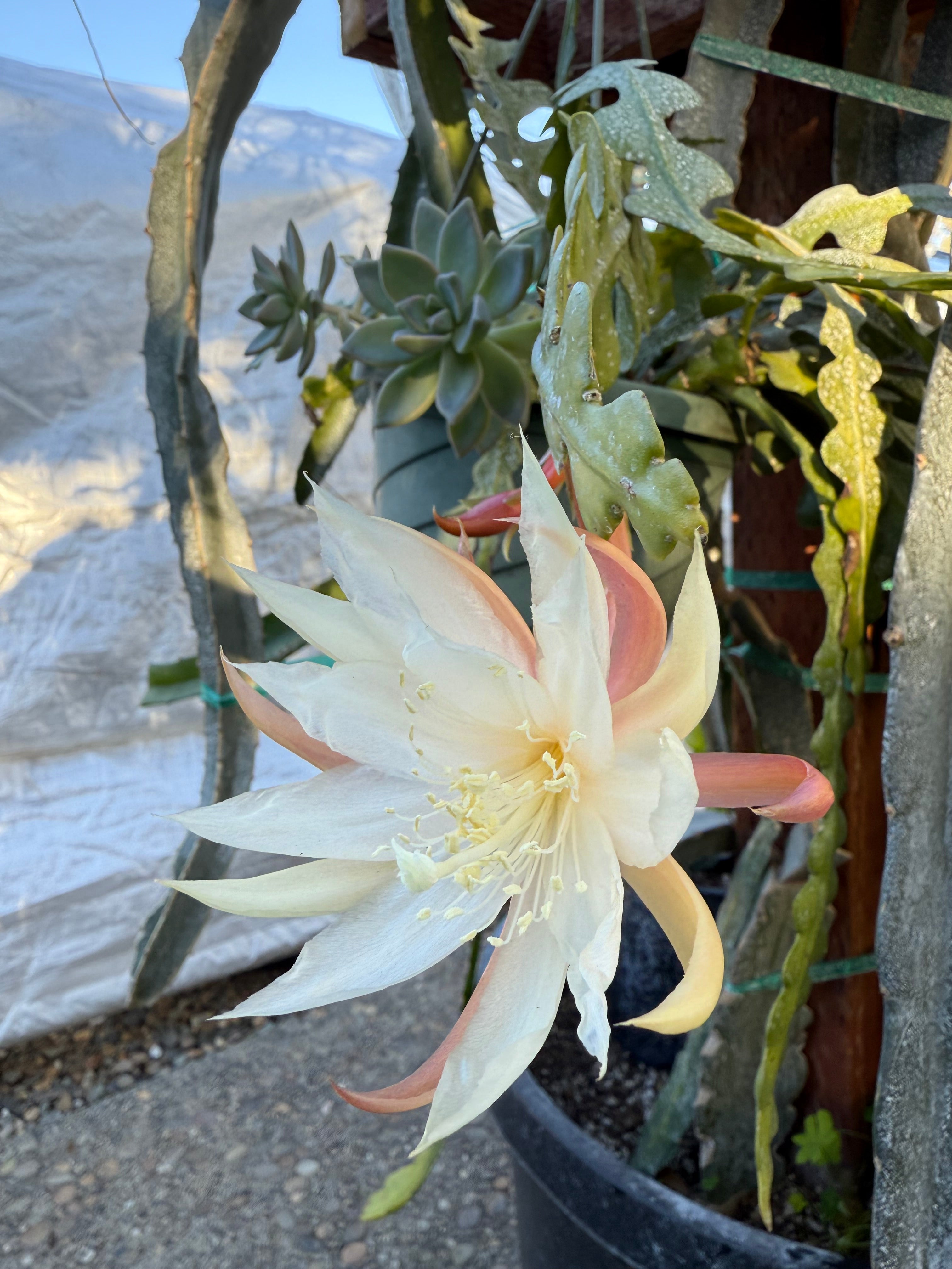 Fishbone cactus (Epiphyllum anguliger) white flower cutting
