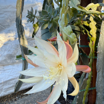 Fishbone cactus (Epiphyllum anguliger) white flower cutting