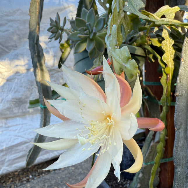 Fishbone cactus (Epiphyllum anguliger) white flower cutting