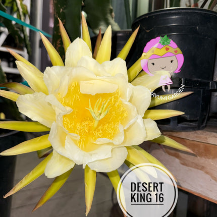🌵 Desert King 16 (DK #16)