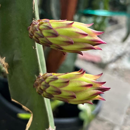 Tricia,Desert King, Frankie Red, Amelie, Riona, Celeste, Asunta 6, Asunta 7, Ohana Express, QD, Pixie Sky, Connie Mayer ... cuttings