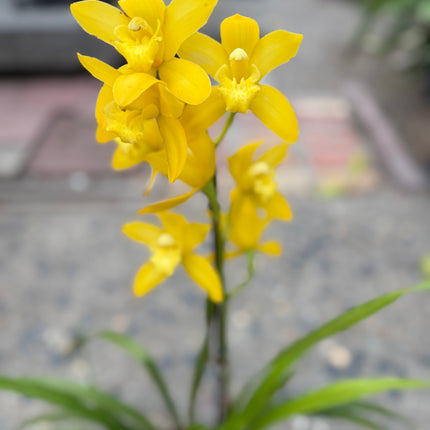 Yellow Cymbidium (Yellow Boat Orchid) live plant