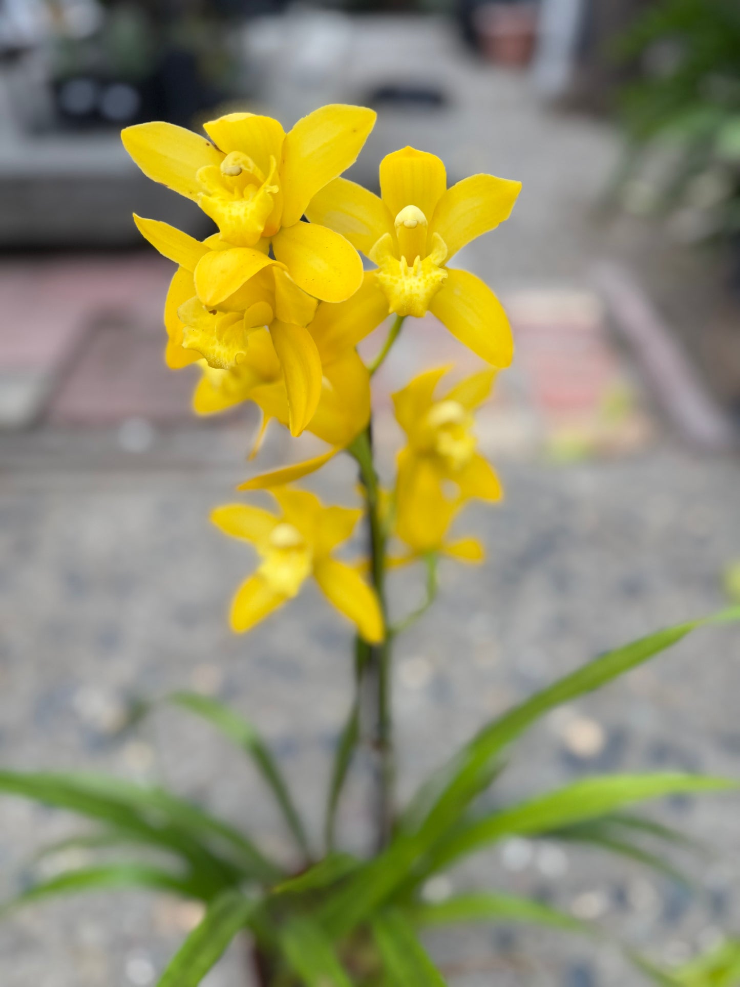 Yellow Cymbidium (Yellow Boat Orchid) live plant