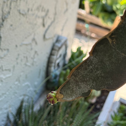 Ocamponis Grilla, Albino, Red and Purple cuttings and rooted plants