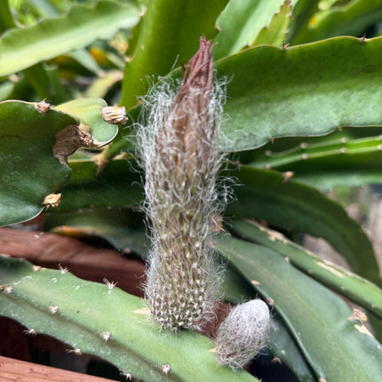 Princess of the Night cactus live cuttings (12”)