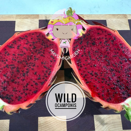 Wild Ocamponis