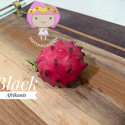 Black Dragon and Black Afrikanis dragon fruit live cutting 12”