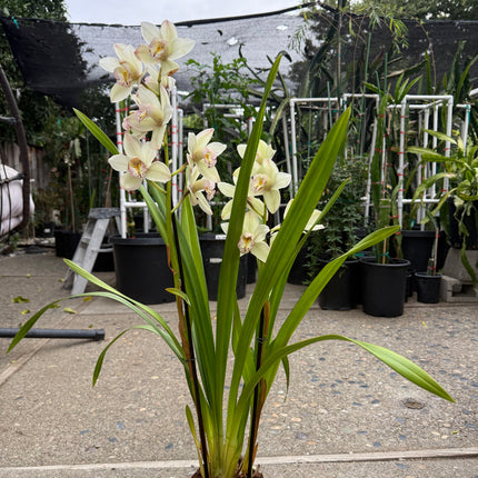 Winter Early White Cymbidium Orchid (boat orchid) live plant