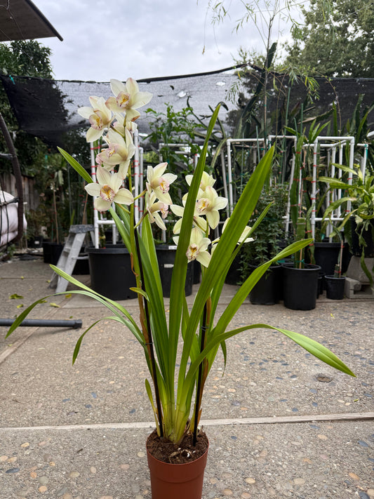 Winter Early White Cymbidium Orchid (boat orchid) live plant