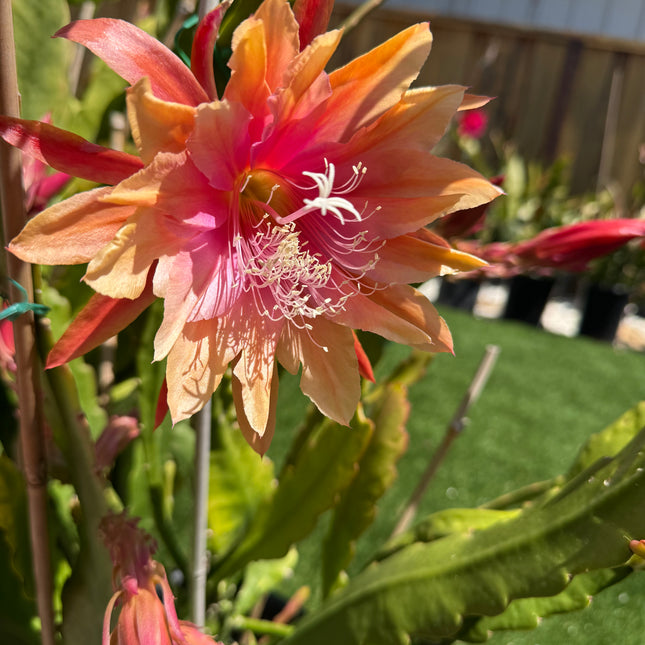 Clarity Happie Hippie rare Epiphyllum live cuttings