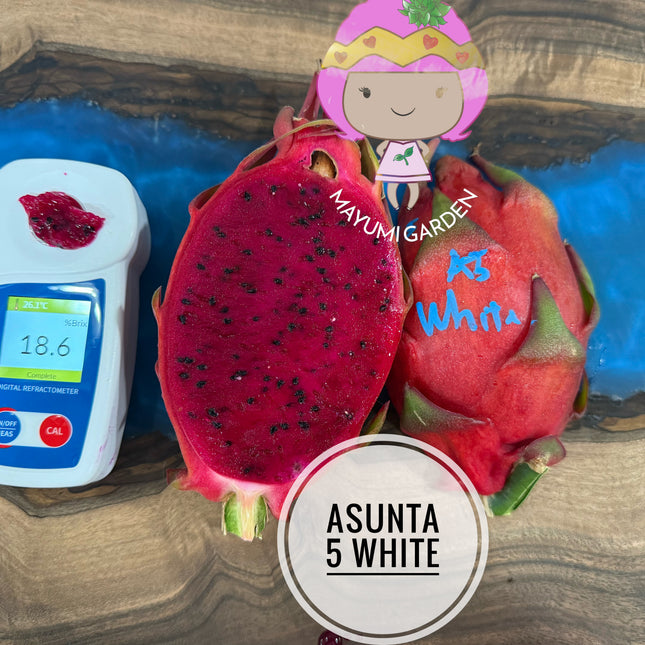 Asunta 5 White