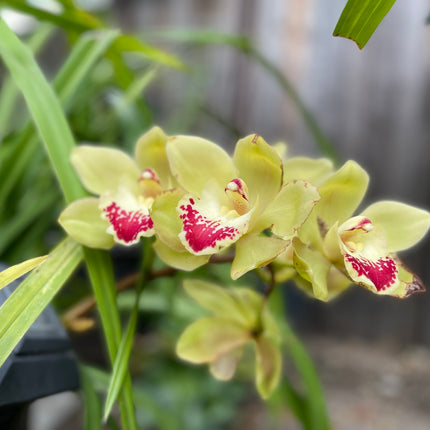Cymbidium Terrapin Flyer (Green Cymbidium Orchid) live plant