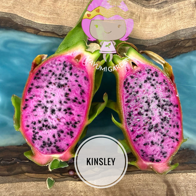 Kinsley Dragon Fruit Cutting
