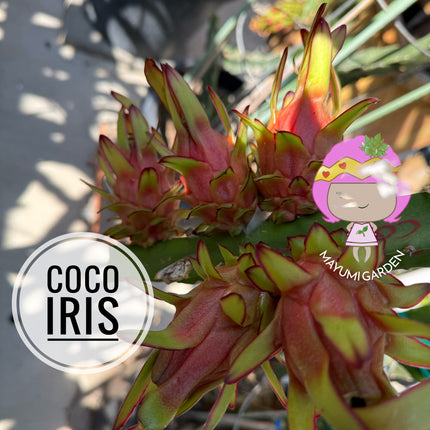 🌱 Coco Iris