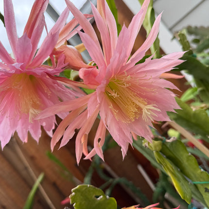 Pink Plumes Epiphyllum (rare) live cuttings