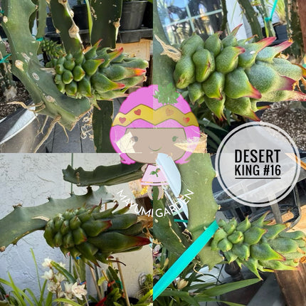 🌵 Desert King 16 (DK #16)