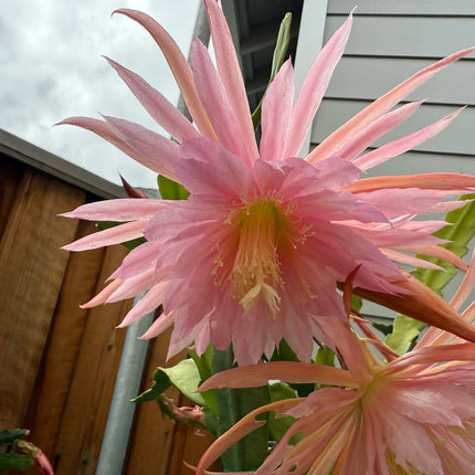 Pink Plumes Epiphyllum (rare) live cuttings