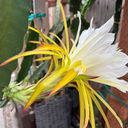 Country Roads dragon fruit live cutting