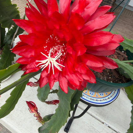 Epiphyllum “Masada”, “Padre” & Zeus-XL rare cuttings 12"