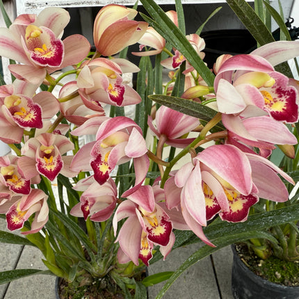 Cymbidium Baby Pink (Boat orchid) live plants