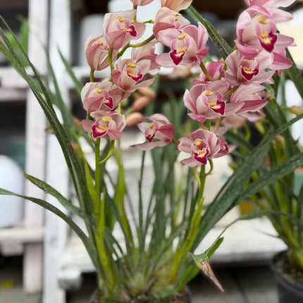 Cymbidium Baby Pink (Boat orchid) live plants