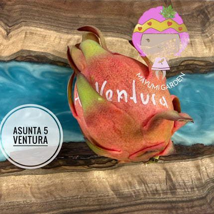 Asunta 5 Ventura