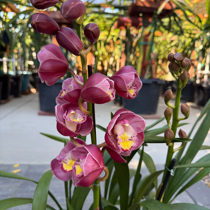 Cymbidium Lucky Gloria