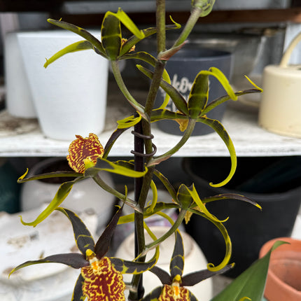 Dancing-lady orchid (Odontocidium Wildcat) live plant