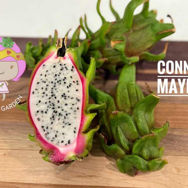 Connie Mayer dragon fruit live cutting (12")