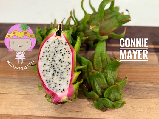 Connie Mayer dragon fruit live cutting (12")