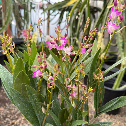 Purple Phalaenopsis Hybrid Live Plant