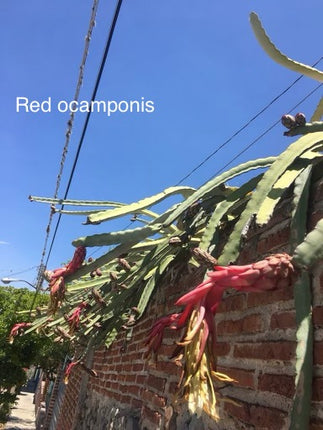 Ocamponis Grilla, Albino, Red and Purple cuttings and rooted plants