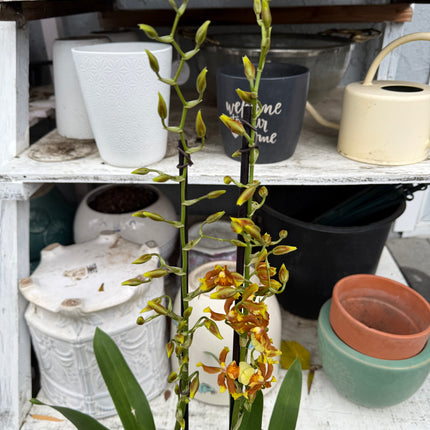 Dancing-Lady Orchid (Tolumnia Orchids-Equitant Oncidiums) live plants