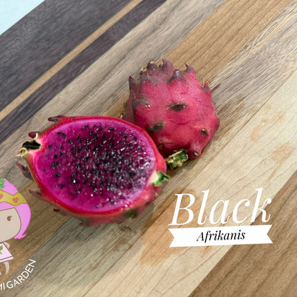Black Dragon and Black Afrikanis dragon fruit live cutting 12”