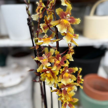 Dancing-Lady Orchid (Ons. Catatante ‘Orange Kiss’)