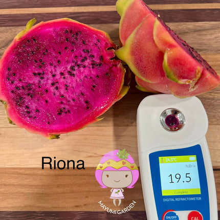 Riona Dragon Fruit live cutting (12")