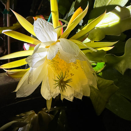 Red Ocamponis Dragon Fruit Cutting