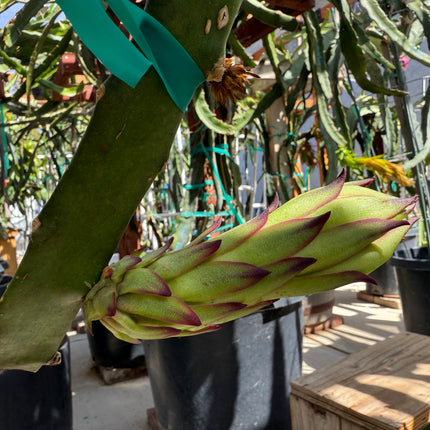 🍊 Orange Giant (Hylocereus hybrid)