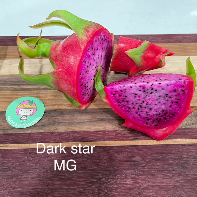 Dark Star dragon fruit live cutting 12"