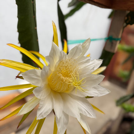 Country Roads dragon fruit live cutting