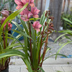 Supersized 20” to 24” Tall and Mature with 2 flower spikes (3 bulbs+ plant)
