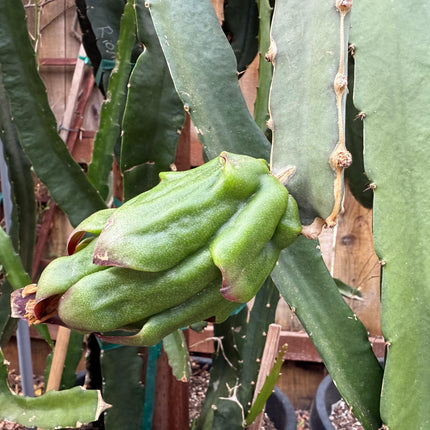 Kraken (Erongka- Purple Ocamponis) dragon fruit live cuttings 12”