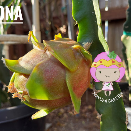 Riona Dragon Fruit live cutting (12")