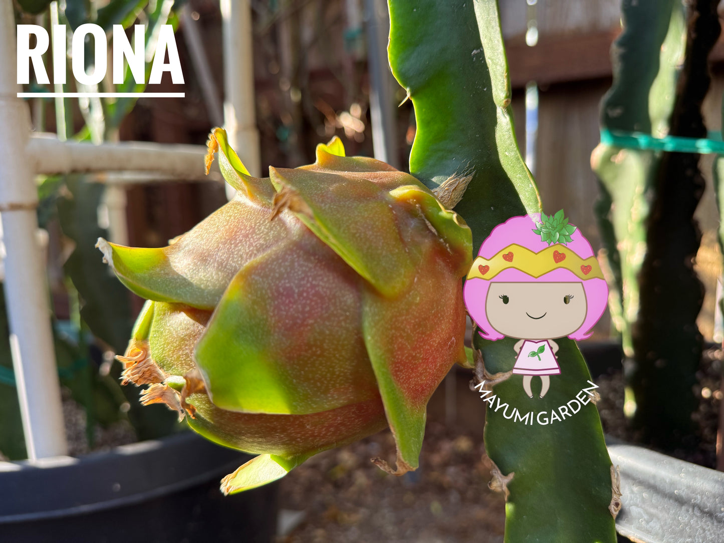 Riona Dragon Fruit live cutting (12")