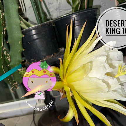 🌵 Desert King 16 (DK #16)
