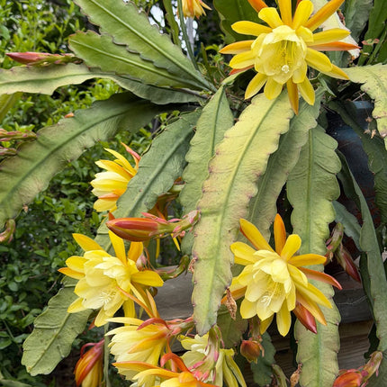 Epiphyllum “Masada”, “Padre” & Zeus-XL rare cuttings 12"