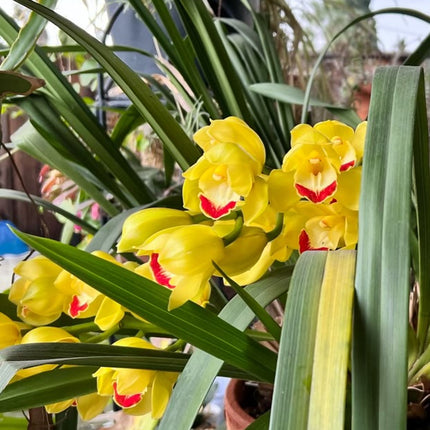 Yellow Cymbidium (Yellow Boat Orchid) live plant