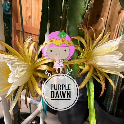 🌱 Purple Dawn
