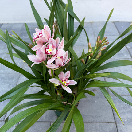 Cymbidium Romantic Sakura